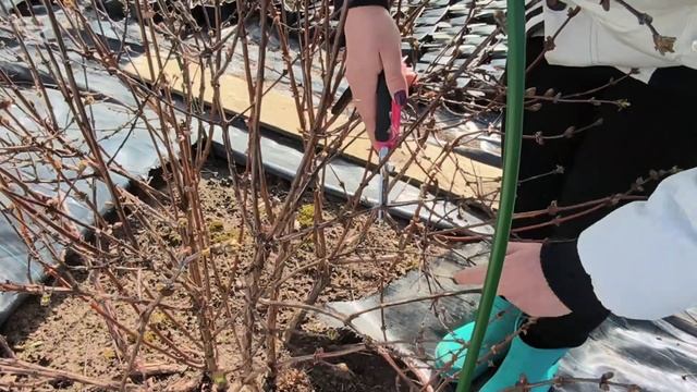 Как правильно обрезать жимолость. Обрезка жимолости д
