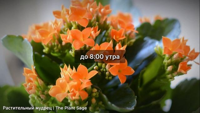 КАЛАНХОЭ НЕ ЦВЕТЕТ СУШИТ ЛИСТЬЯ И ВЫТЯГИВАЕТСЯ? ОШИБК?