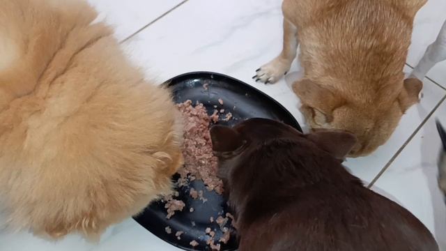 Попробовали новый корм, всем очень даже понравился.