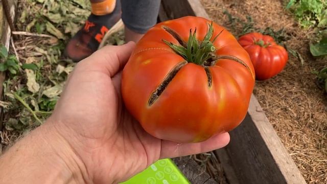 Томат Гигант Новикова обзор сорта от Сибирский Сад п?