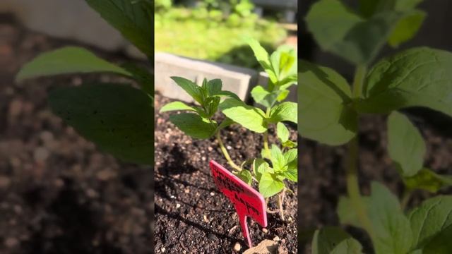Садим редкие сорта мяты.Необычные сорта мяты. Выращив?