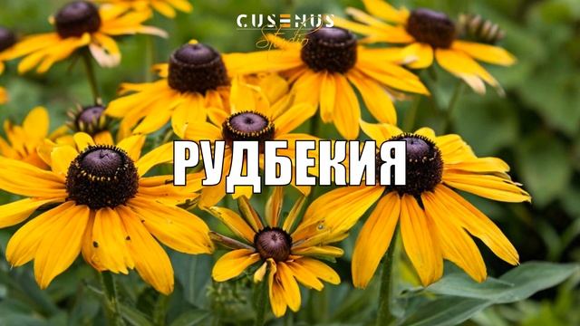 Самая ЯРКАЯ Цветочная Клумба для Вашего Сада в 2025 году