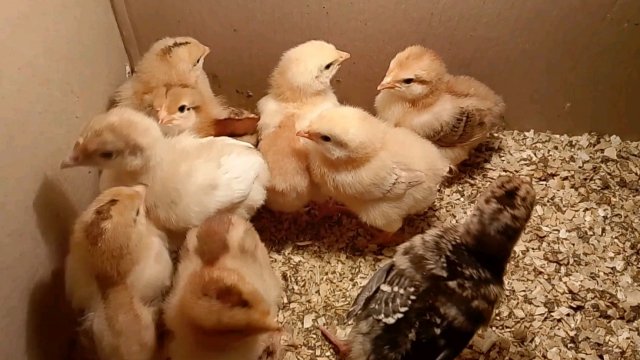 07-05-2025милота в коробке/обычный рабочий день/сарай разобрали👍/коментарии 🌺🌺🌺