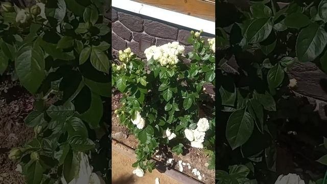 Розы Винтер Лодж и Перп Лодж первого и второго года по?