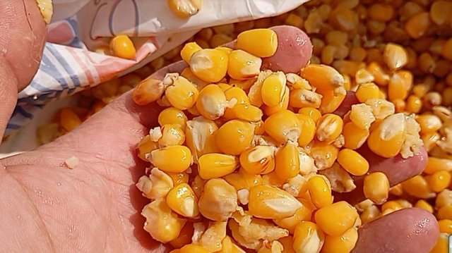 рецепт кукурузы для ловли карпа,амура,сазана