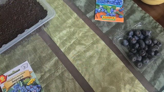 Посев голубики из покупных семян. Сею голубику из ягод
