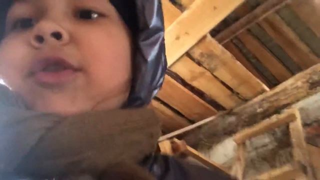 В курятнике