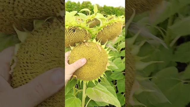 Гибрид подсолнечника Экселент. Посеян по пару. Урожай?