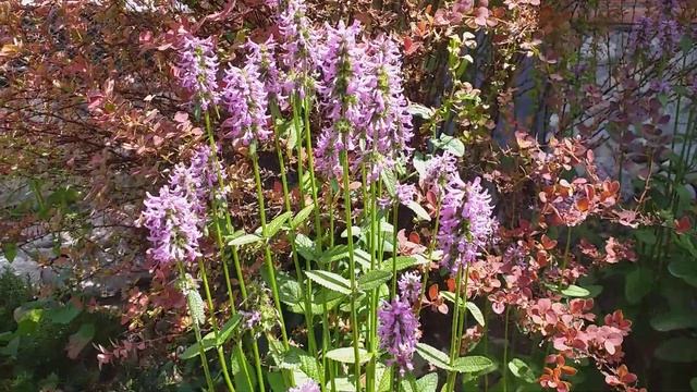 Буквица .Многолетник.