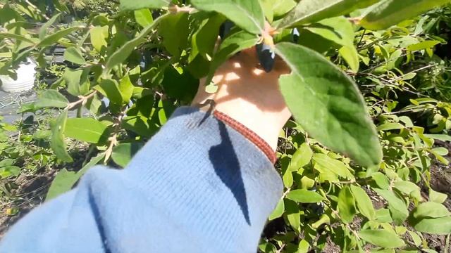 Ленинградский великан жимолость крупноплодная Фазен?