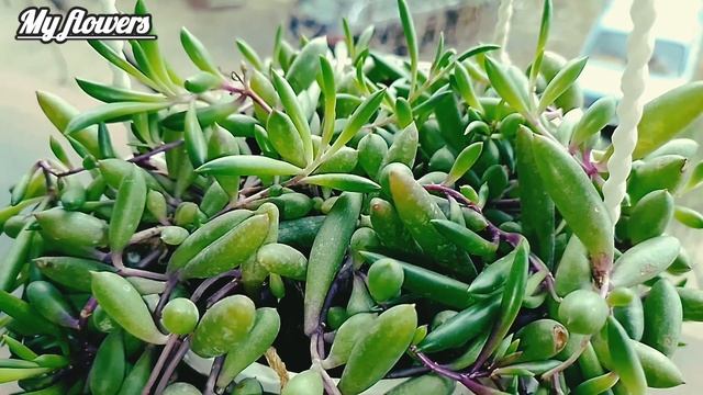 Оттона мясистая.Уход в домашних условиях.