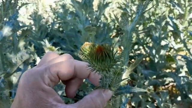 О ТАТАРНИКЕ КОЛЮЧЕМ... Обо всех его свойствах в этом ви?