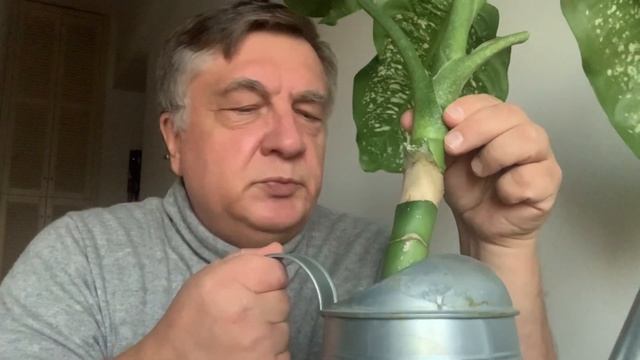 Укореняем верхушки диффенбахий