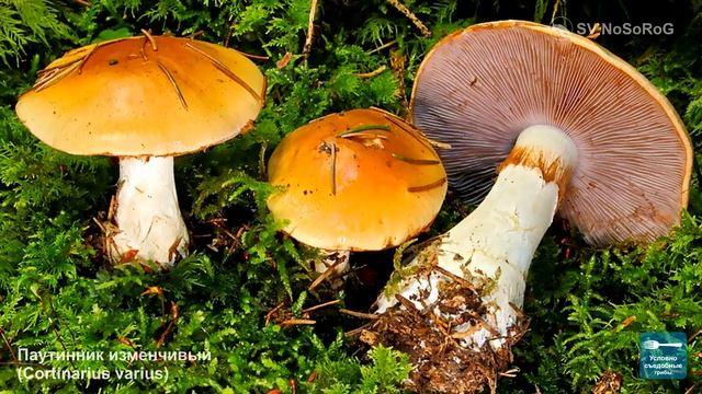 ГРИБЫ ПАУТИННИКИ ВСЕ ВИДЫ