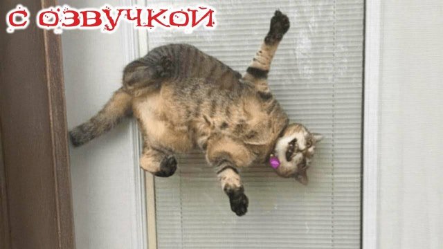 Приколы с животными#1😈Смешные видео с озвучкой😈СМЕШНОЕ ВИДЕО😈Наши любимые смешные животные!