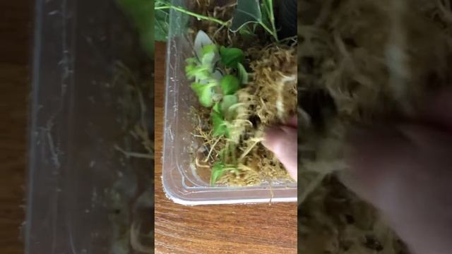 Укоренение во мху комнатные растения