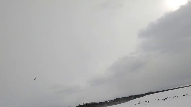 Весенняя охота на Гуся 2025 I СУПЕР НАЛЁТЫ / ГУСЬ ПОПЁР I Н