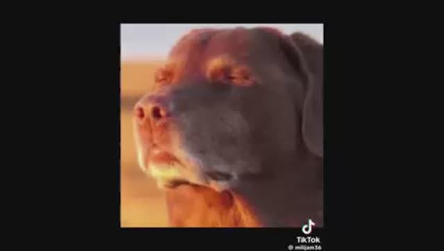 forsaken~memes_lol