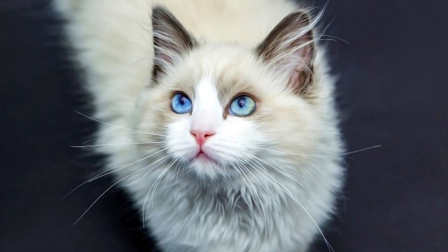 Породы Кошек: Интересные факты про породы кошек