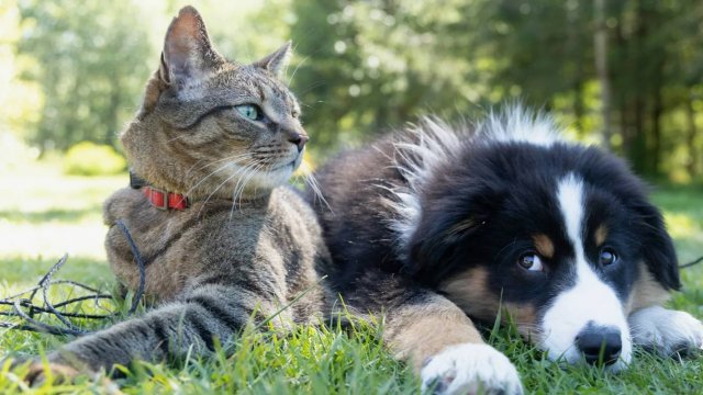 Как Кошка с Собакой: В чём разница между кошками и собаками