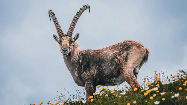 О редких животных мира: Козел горных круч