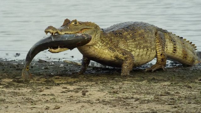 Жизнь животных: Крокодилы