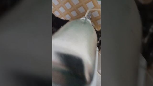 как проверить лампу ДРЛ без дросселя #lamp