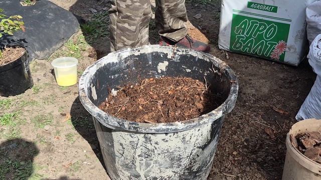 Правильная посадка голубики в контейнер