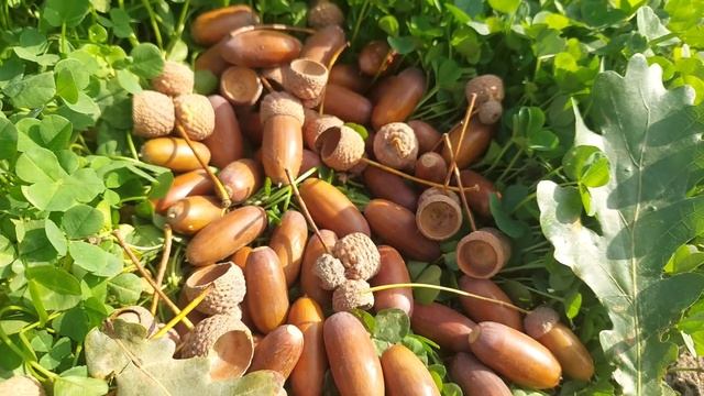 ДУБ и ЖЕЛУДИ - интересные факты