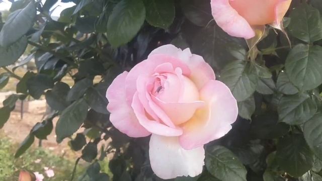 Свит Сурие - плетистая роза. Питомник Полины Козловой r