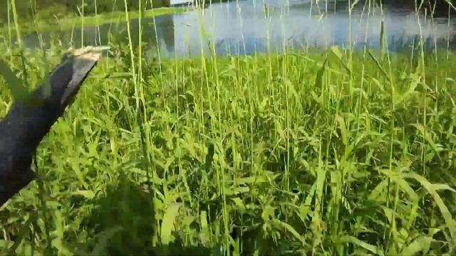 Вело рыбалка!река Водла!