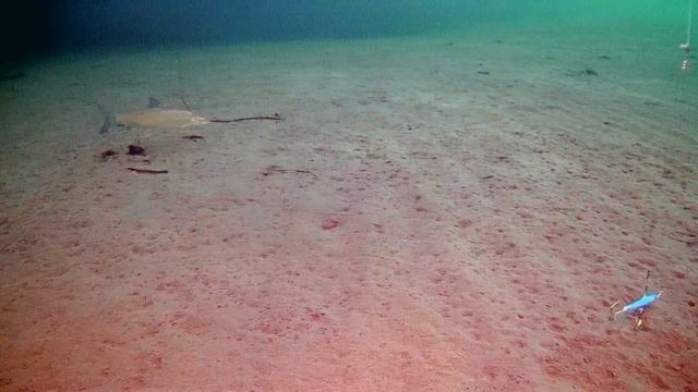 Рыбалка с подводной камерой. Сиг, налим.