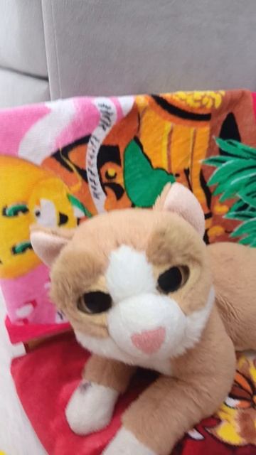 😺 cat