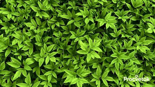 САМЫЙ ЦЕННЫЙ СОРНЯК: спасёт от тромбов и болей в суставах, снизит холестерин, нормализует давление