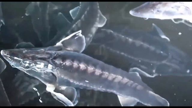 ЛОВЛЯ ОСЕТРА: Секреты, снасти и лучшие места #рыбалка #f