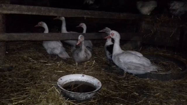 УСТРОЙСТВО КУРЯТНИКА -ГУСЯТНИКА! ОБЗОР У МОИХ РОДСТВЕ?
