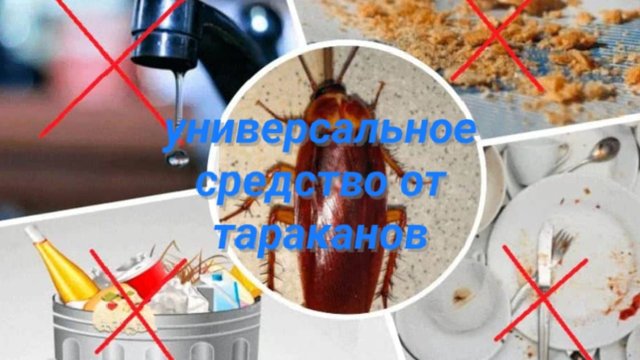 Как я избавилась от тараканов за один день простым способом