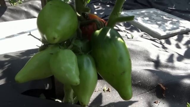 Томатный Гном Головорез в открытом грунте всегда спеет в числе первых!