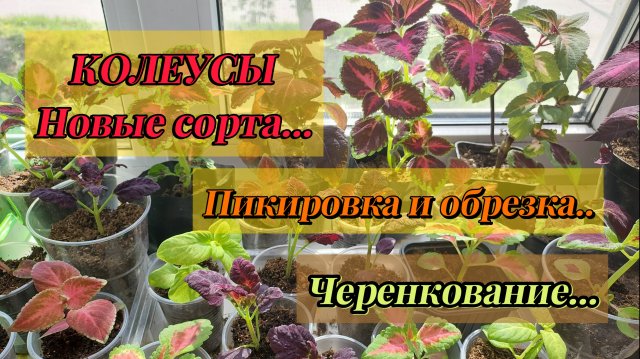 Колеусы..Новые сорта..Черенкование и уход..Пикировка растений, выращенных из семян..🌱