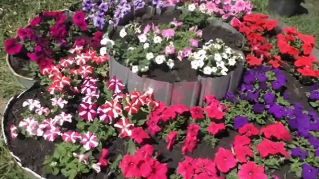 🌺 Лучший способ посадки петунии в клумбу. Наш проверенный способ!