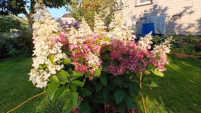 Гортензия, от которой я хотел избавиться. Пинки Винки 2