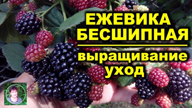 Ежевика бесшипная Как выращивать Особенности ухода