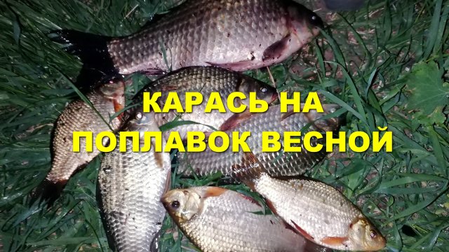 Рыбалка на КАРАСЯ весной на ПОПЛАВОК! #карась #рыбалка #карасьнапоплавок