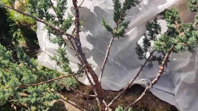 НИВАКИ ИЗ МОЖЖЕВЕЛЬНИКА | Какой можжевельник подходит