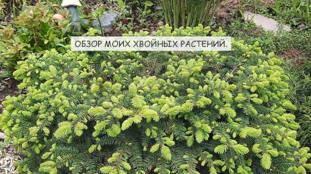 Обзор моих хвойных растений,стрижка,формирование кроны.+