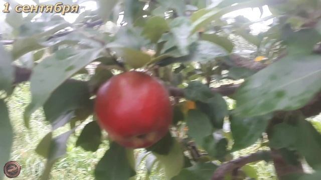 яблоня КОВАЛЕНКОВСКАЯ