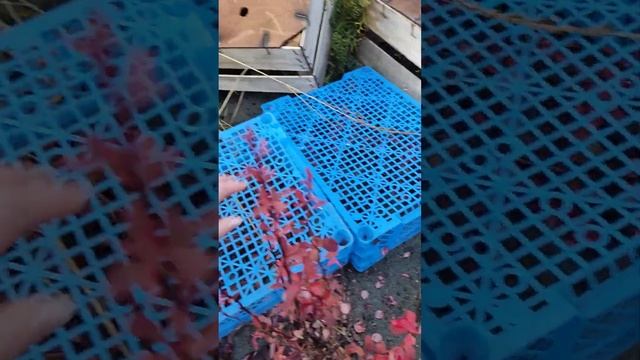 укрытие на зиму хвойных и барбарисов Тумберга. Барнау?