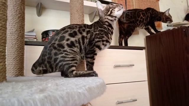 Бенгальчикам 4 месяца.