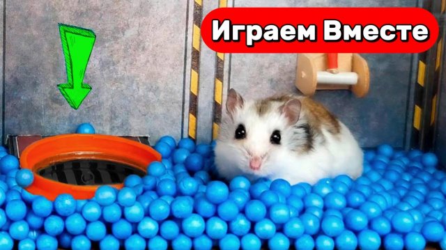 Побег Умного Хомяка из ХИТРОЙ ТЮРЬМЫ с ЛОВУШКАМИ 🐹 Видео для детей