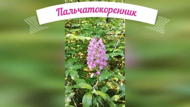 Растения Крыма: известные и неизвестные.